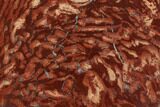 Polished Snakeskin Jasper Slab - Western Australia #95447-1